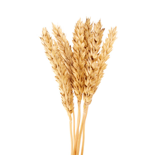 weizen isoliert auf weißer nahaufnahme. weizenähren. isolierter haufen goldener weizenähre nach der ernte. - wheat whole wheat close up corn on the cob stock-fotos und bilder
