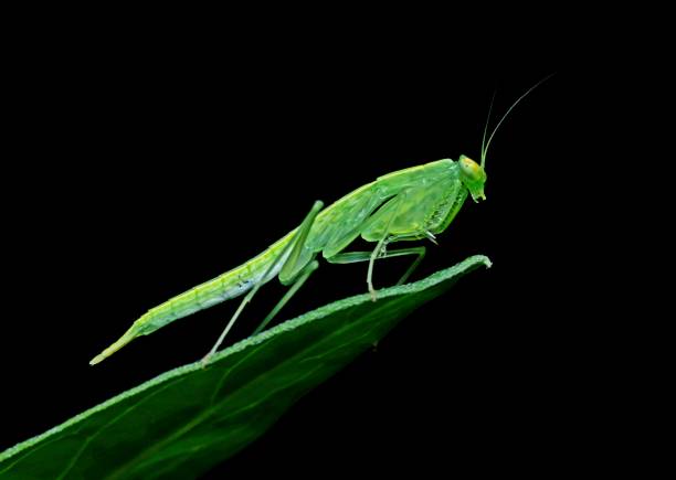 istock Praying Mantis on curve fern leaf - animal behavior. 1505183190