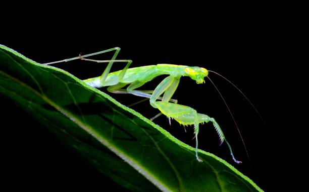 istock Praying Mantis on curve fern leaf - animal behavior. 1505183328
