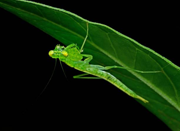 istock Praying Mantis on curve fern leaf - animal behavior. 1505183351