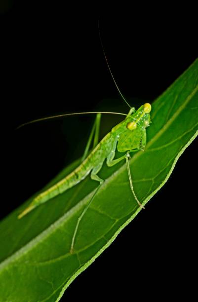 istock Praying Mantis on curve fern leaf - animal behavior. 1505183352