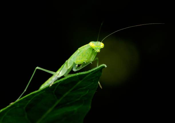 istock Praying Mantis on curve fern leaf - animal behavior. 1505183385
