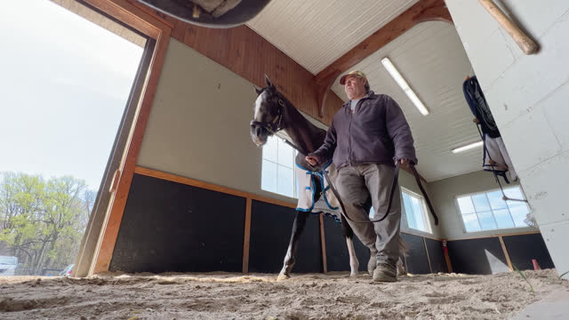 Low Angle View of a Trainer Hand Walking a Thoroughbred Race Horse on a Circular Dirt Track in a Barn