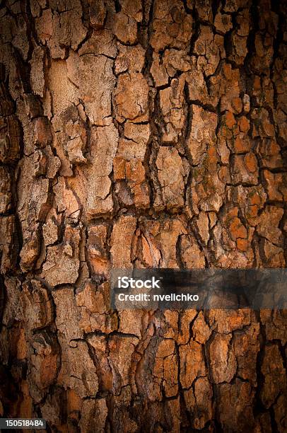 Bark Of Pine Tree Stock Photo - Download Image Now - Abstract, Aging Process, Brown