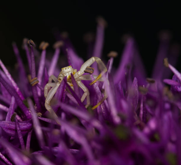 istock crab spider on purple flower 1505186848