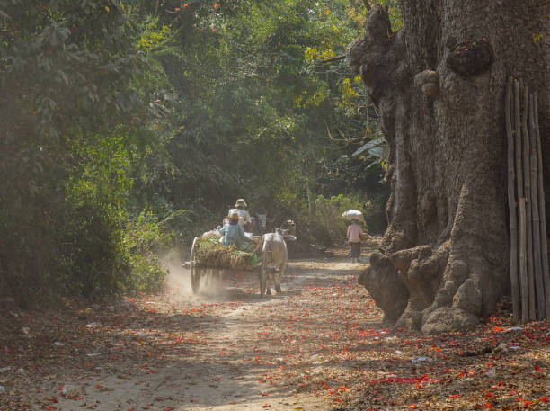 carro di buoi sulla strada in mandalay, myanmar - 2605 foto e immagini stock