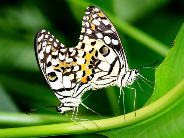 istock Mating Butterflies - animal behavior. 1505189511