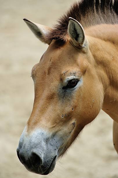 istock Przewalski's horse 150518983