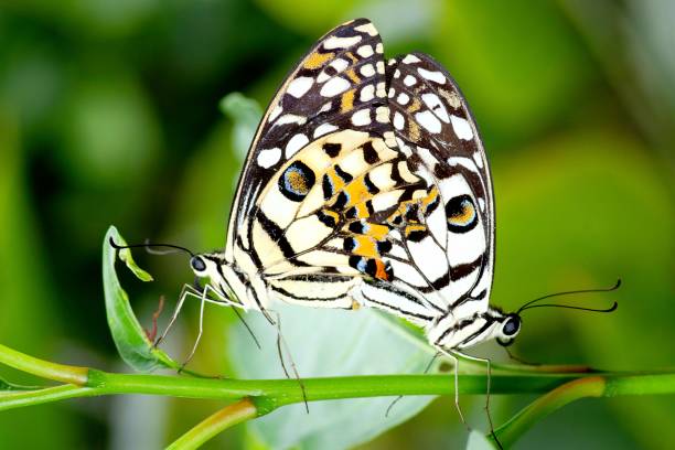 istock Mating Butterflies - animal behavior. 1505190545
