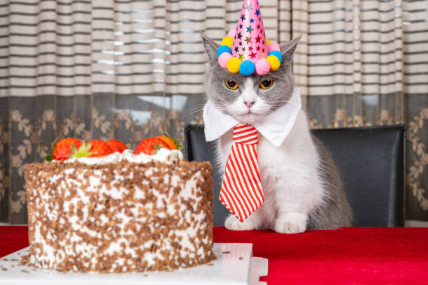 istock cute british shorthair cat celebrating her birthday horizontal composition 1505191631