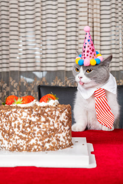 istock cute british shorthair cat celebrating her birthday vertical composition 1505191647