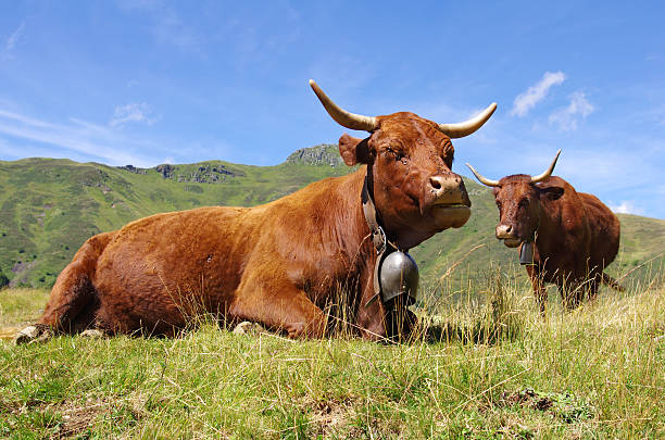 francés de vacas - cencerro fotos fotografías e imágenes de stock