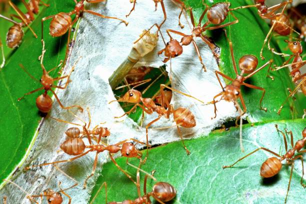 istock Ant nest's entrance - animal behavior. 1505196126