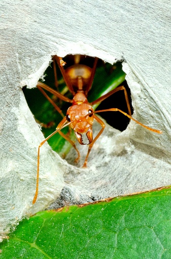 Ant nest's entrance - animal behavior.