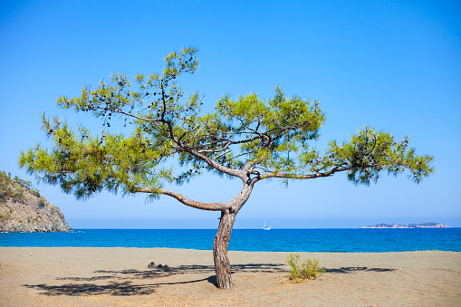 Old juniper tree growing on rock, blue sea and sky, Crimea