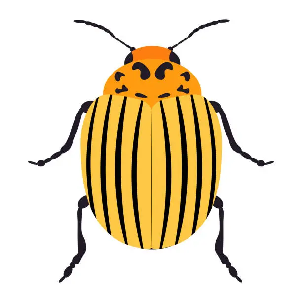Vector illustration of Colorado potato beetle icon isolated on white background. Vector illustration.