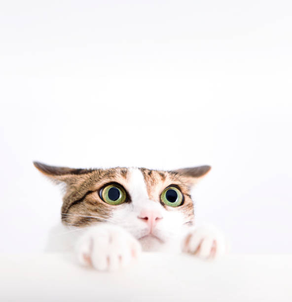 испуганный кот положил лапу на стол и посмотрел вверх - domestic cat gray kitten paw стоковые фото и изображения