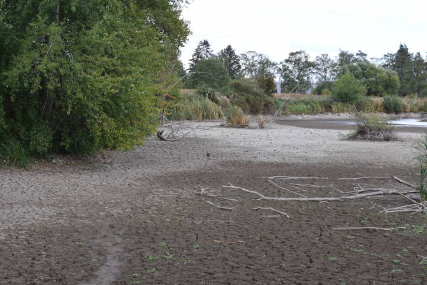 istock Dry Swamp Lake 1505205093