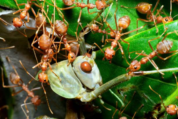 istock Ants dragging Grasshopper to nest - animal behavior. 1505207302