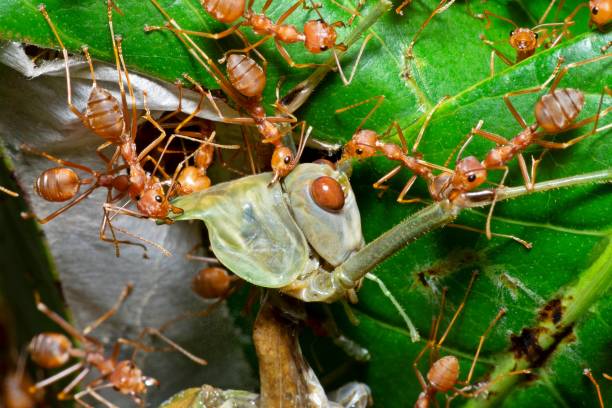 istock Ants dragging Grasshopper to nest - animal behavior. 1505207896