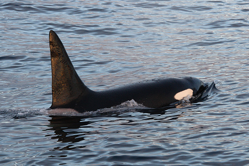 Family of killer whale orca swimming beneath the surface of the ocean