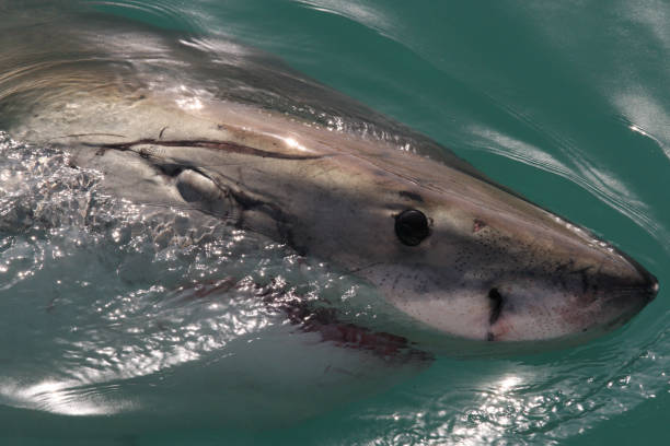 great white shark, Carcharodon carcharias, Gansbaai, South Africa stock photo