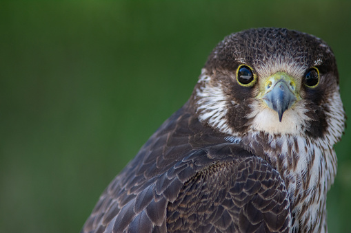 Portrait of a young peregrine falcon