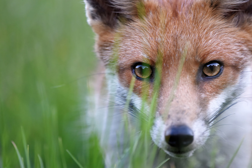 Red Fox In Meadow Portrait\n\nPlease view my portfolio for other wildlife photos.