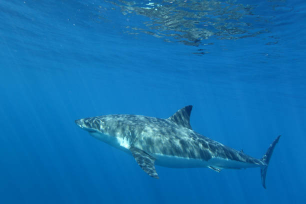 istock great white shark, Carcharodon carcharias, Guadalupe Island, Mexico 1505216251