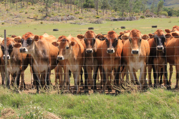 cattle (Bos taurus) in Greyton, South Africa stock photo