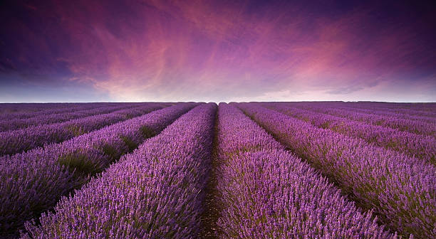 istock Stunning lavender field landscape Summer sunset 150521854