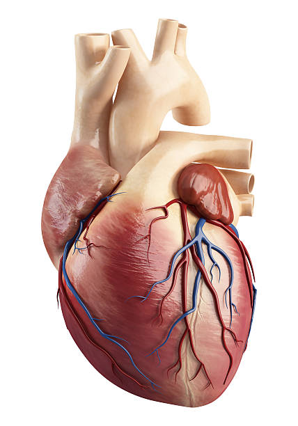 Anatomy of heart interior structure 3d art illustration of front view of the Anatomy of heart interior structure heart internal organ stock pictures, royalty-free photos & images
