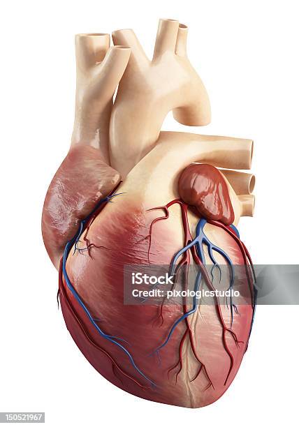 Foto de Anatomia Do Coração Estrutura Interna e mais fotos de stock de Coração Humano - Coração Humano, Anatomia, Tridimensional