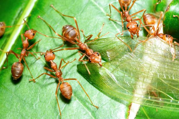 istock Ant mandibles on Insect's Transparent wings - animal behavior. 1505220085