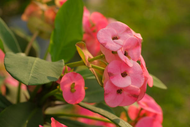 a beautiful flower of crown thorn as known Euphorbia Milii