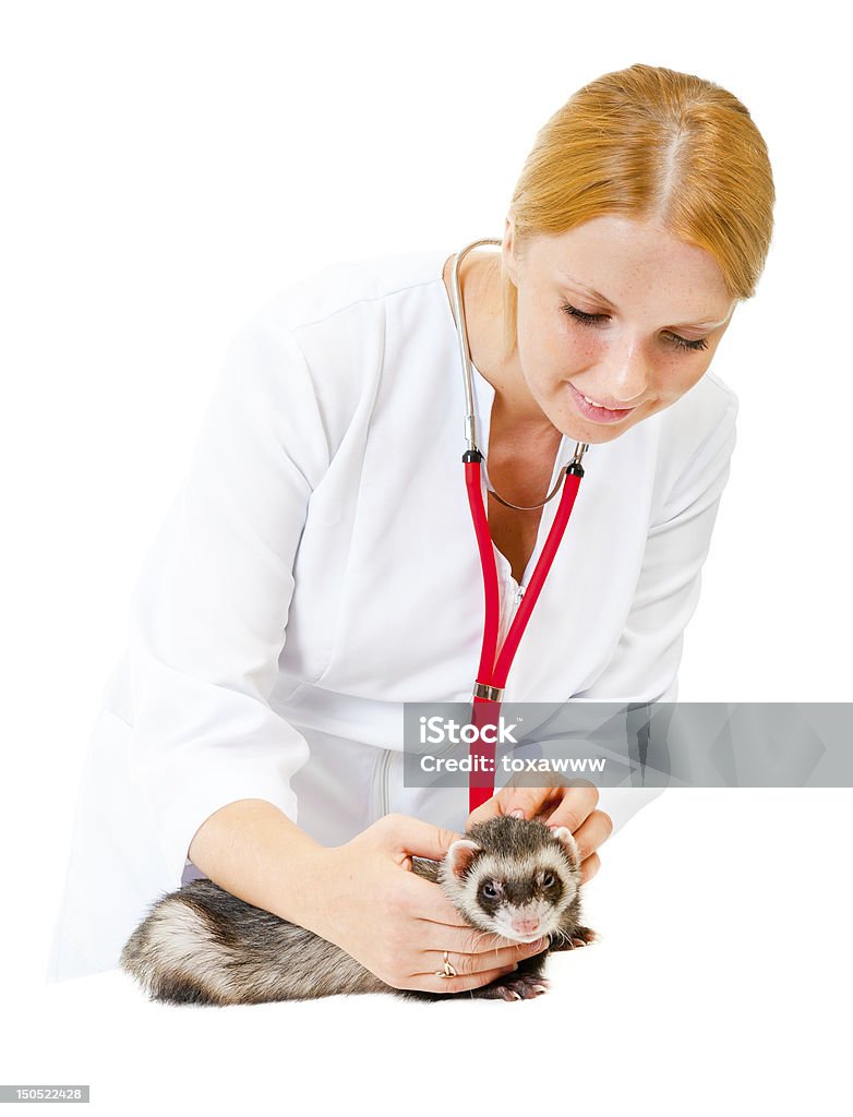 Giovane veterinario esamina il Paziente ferret - Foto stock royalty-free di Clinica veterinaria