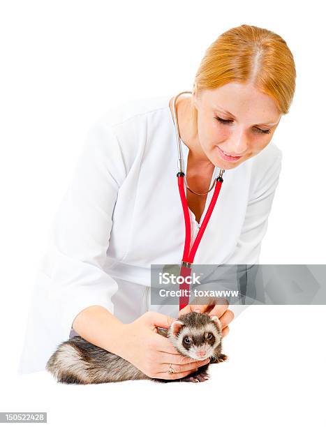 Giovane Veterinario Esamina Il Paziente Ferret - Fotografie stock e altre immagini di Clinica veterinaria - Clinica veterinaria, Furetto, Veterinario