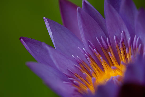 istock Purple Lotus Flower 150522518