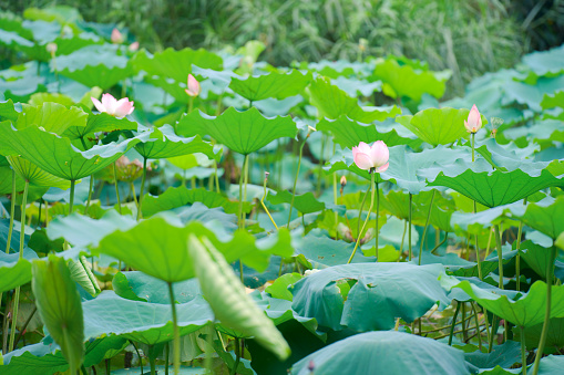 In summer, the lotus in the pond is in full bloom