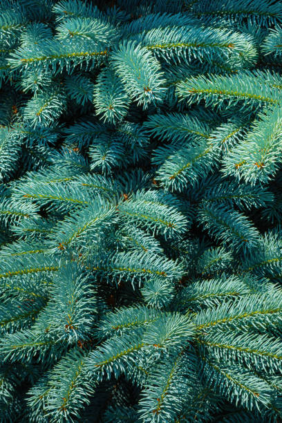 Branches of an evergreen tree blue spruce close-up, natural background stock photo
