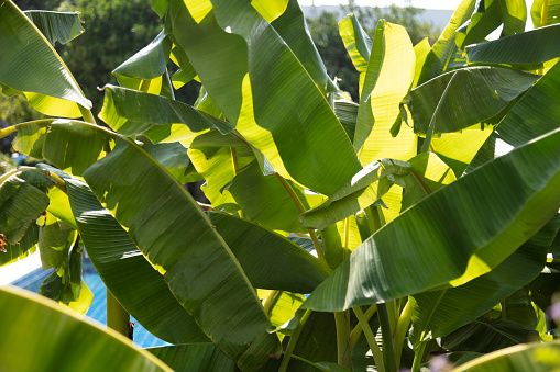 landscape composed of banana tree leaves