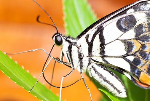 Butterfly and Curve Proboscis - animal behavior.