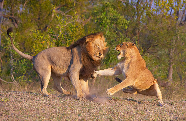 istock Lion (panthera leo) and lioness fighting 150523641