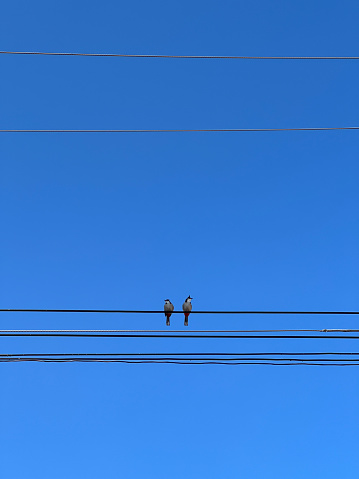 Two birds perched on a power line.