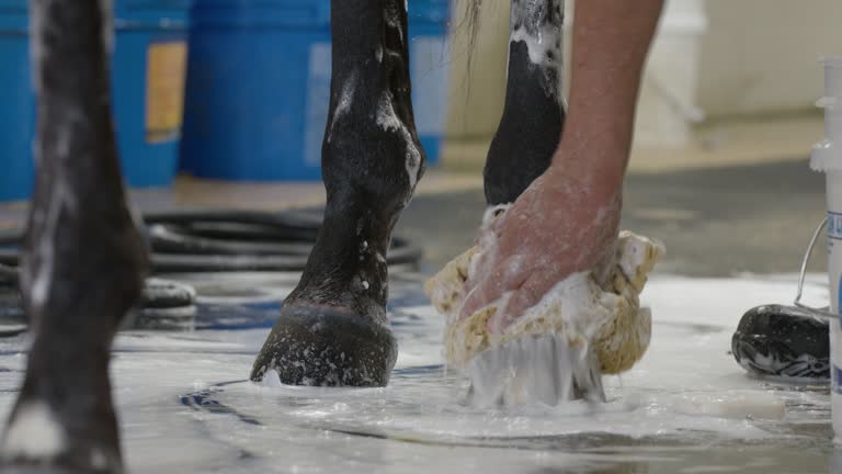 Man’s Hand Scrubbing a Race Horse’s Legs and Hooves with Shampoo at a Wash Rack