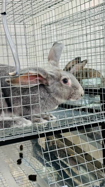 istock The content of experimental rabbits in the pharmaceutical laboratory 1505239853