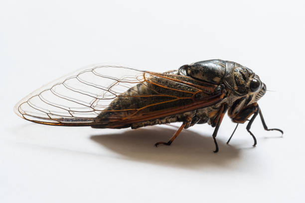 istock Macro closeup of a cicada, white background 1505241006