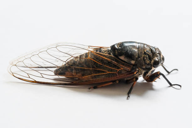 istock Macro closeup of a cicada, white background 1505241014