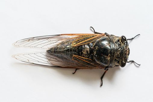 Annual cicada, Neotibicen linnei.Cicada have been used in myths and folklore to represent carefree living and immortality