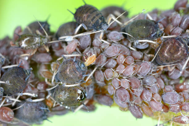 Ant and aphids